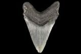 Fossil Megalodon Tooth - Georgia #109360-2